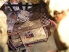 Fallout diorama model